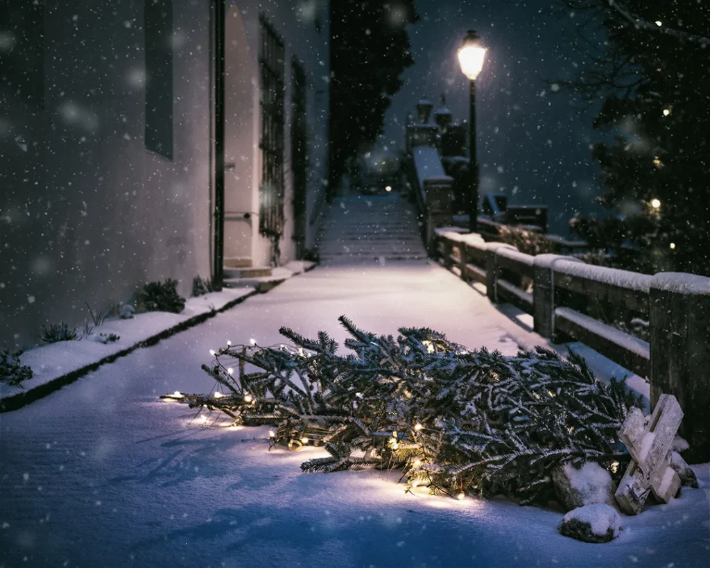 The Christmas Hangover....debt! 8 Discarded Christmas Tree